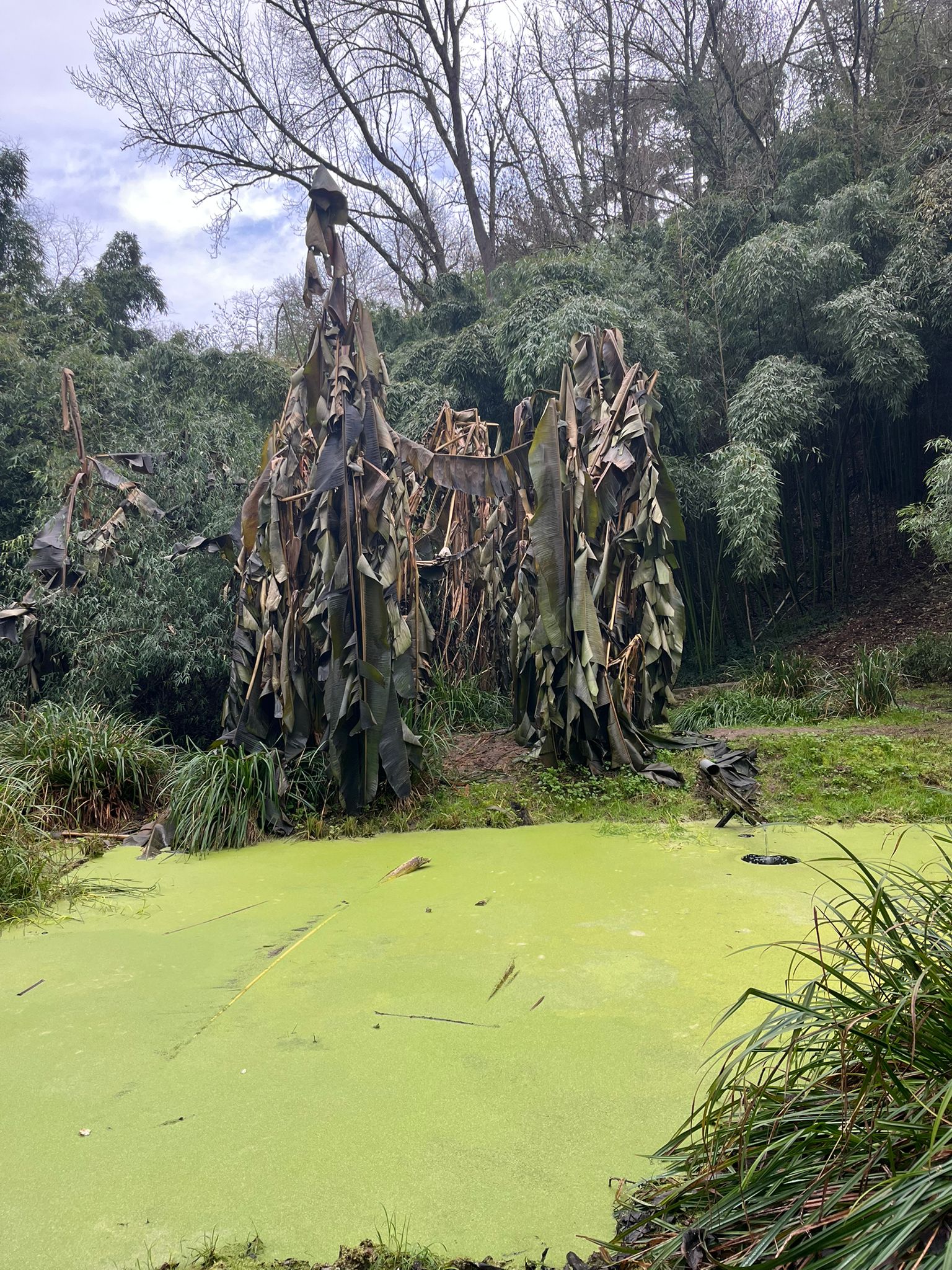 Echoes in the Bamboo Grove